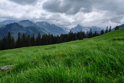 Scenic view of field against sky