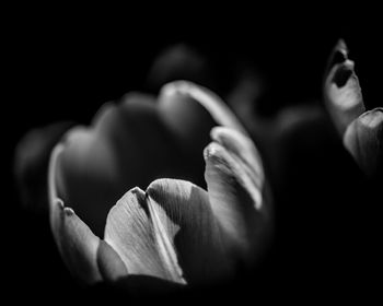 Close-up of flower against black background