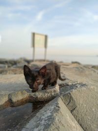 Portrait of a cat on the ground