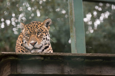 Low angle view of leopard sitting on wooden table