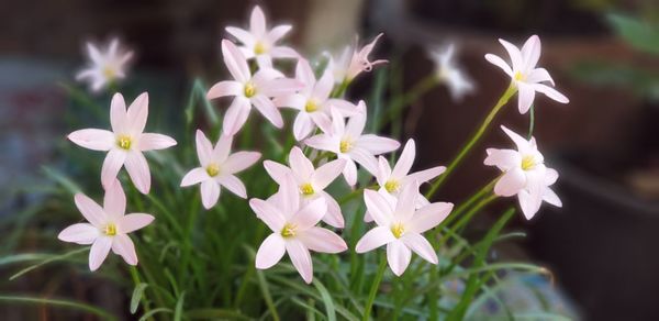 Close-up of white flowering plants on field