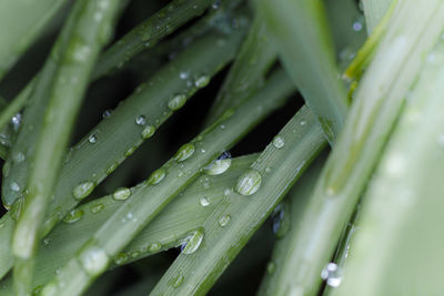Full frame shot of raindrops on grass