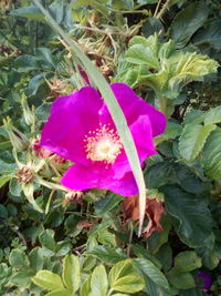 High angle view of pink flower