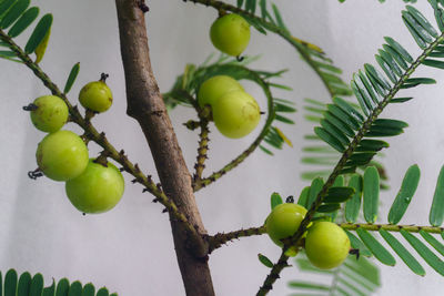 Close-up of indian gooseberry branch