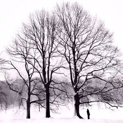 Bare trees against sky