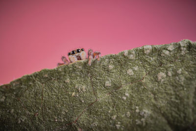 Close-up of spider on web