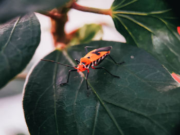 Close-up of butterfly on leaf