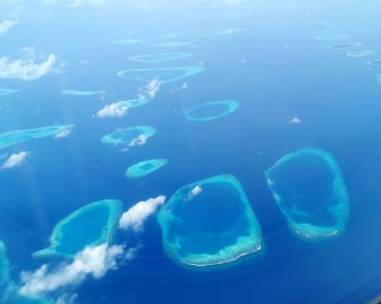 Jellyfish swimming in sea