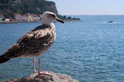 Seagull perching on wooden post in sea