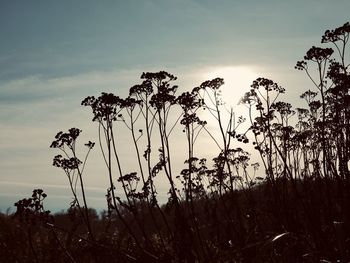 Low angle view of silhouette trees against sky during sunset