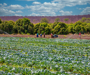 View of flowering plants on field against sky