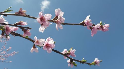 Low angle view of pink cherry blossoms in spring