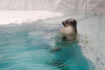 View of turtle swimming in sea