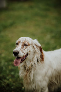 Cute dog portrait