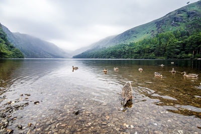 View of ducks swimming in lake