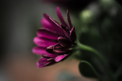 Close-up of purple flower