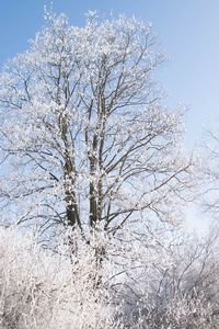 Low angle view of tree against sky during winter