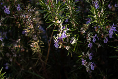 Close-up of purple flowering plants