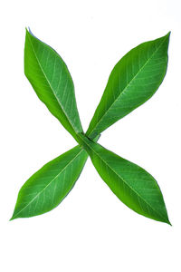 Close-up of green leaves against white background