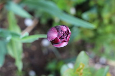 Close-up of flower against blurred background