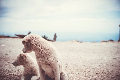 View of a dogs on the mountain 