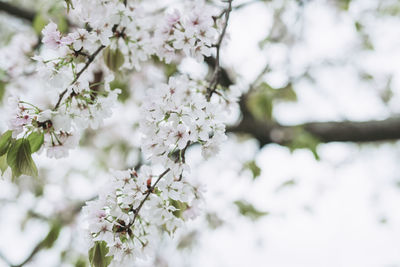 Close-up of white cherry blossom tree