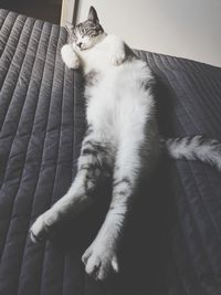 Cat resting on bed