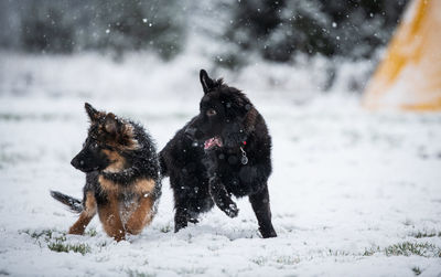 Dogs on snow covered land