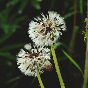 Close-up of white flowers