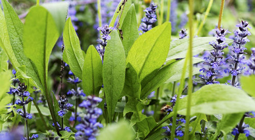 Close-up of purple flowering plants