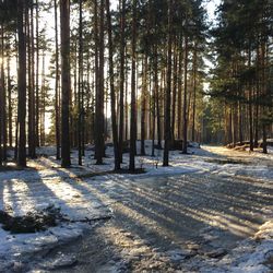 Trees in forest during winter