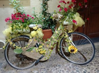 Potted plants by bicycle against white wall