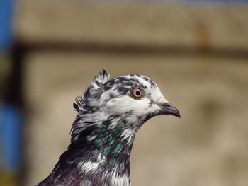 Close-up of a bird