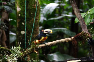 Close-up of bird perching on tree