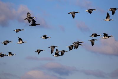 Low angle view of birds flying against sky