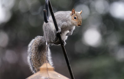 A garden squirrel climba a pole to get to a bird feeder