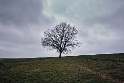 Bare tree on field against sky