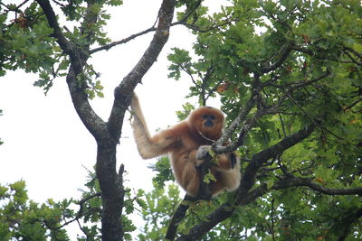 Low angle view of monkey sitting on tree