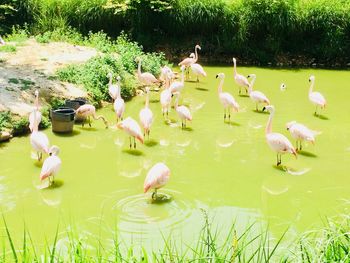 Flock of birds in lake