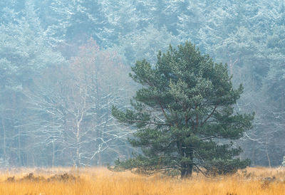 Trees on field