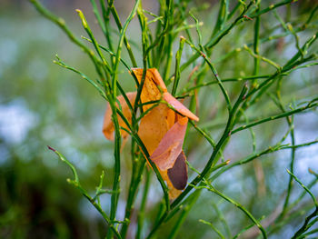 Close-up of autumn leaf on tree