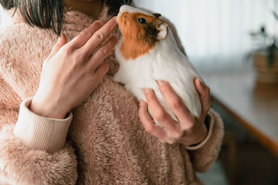 The guinea pig in the girl's arms