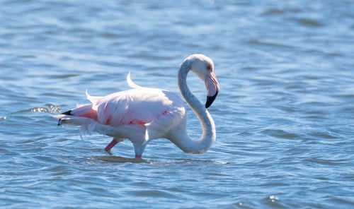 View of swan in lake