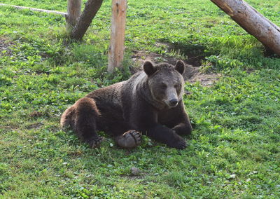 Portrait of cat on field