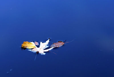 View of fish swimming in sea