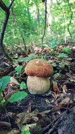 Close-up of mushroom growing on field