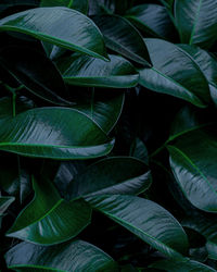 Closeup nature view of green leaves background