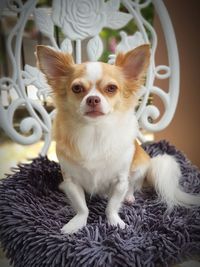 Close-up portrait of dog