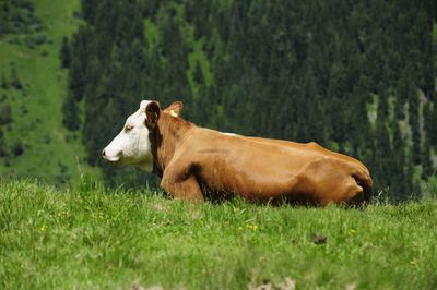 Cattle grazing in the alps, simmental breed on alpine pasture