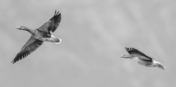 Low angle view of eagle flying in sky